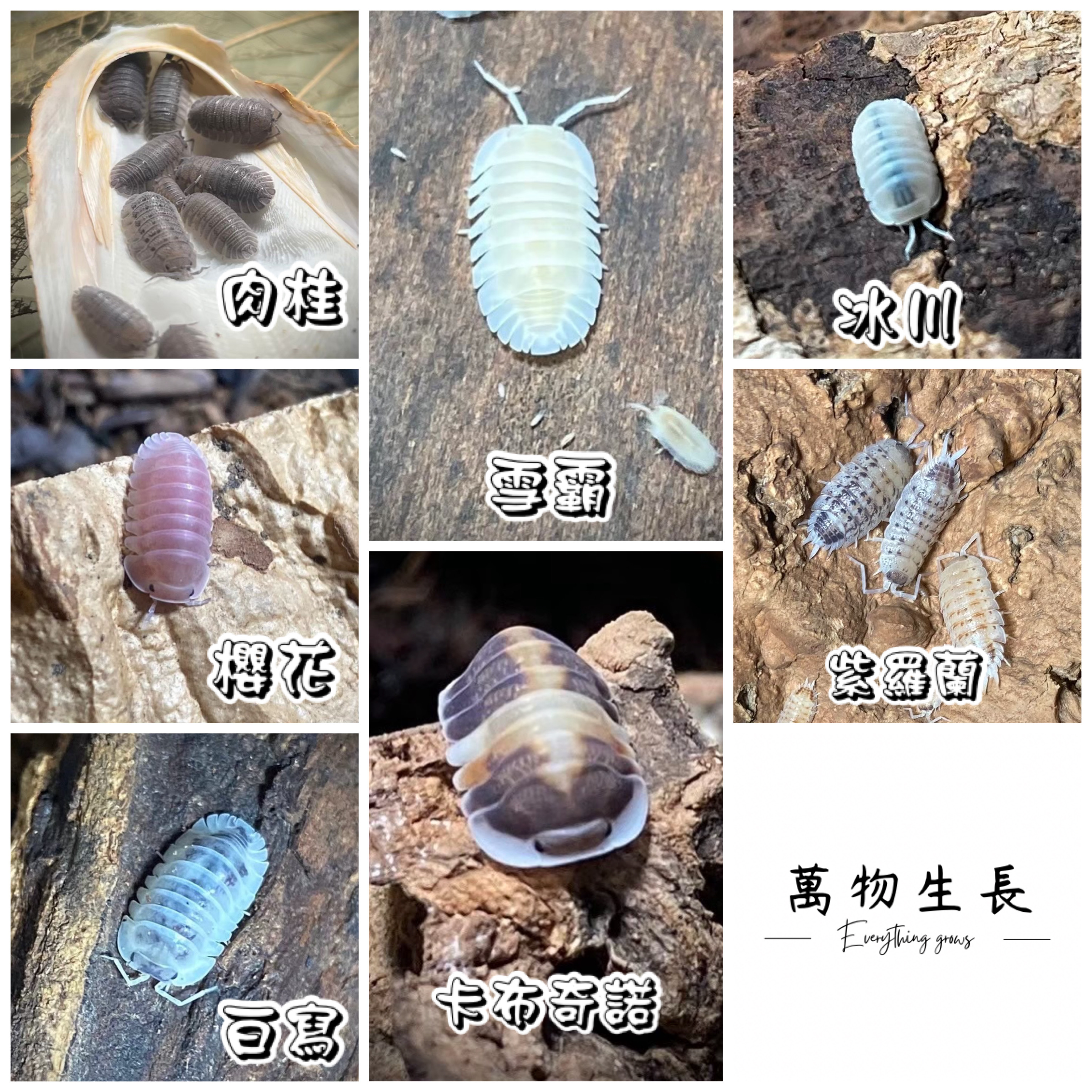 萬物生長 — 肉桂・雪霸・冰川・櫻花・紫羅蘭・卡布奇諾・百寫